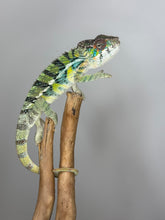 Load image into Gallery viewer, AMBILOBE Panther Chameleon: (E16)
