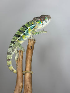 AMBILOBE Panther Chameleon: (E16)