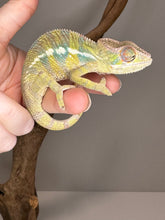 Load image into Gallery viewer, AMBILOBE Panther Chameleon: (E16)
