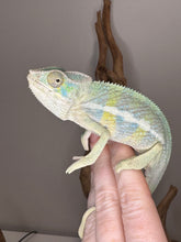 Load image into Gallery viewer, AMBILOBE Panther Chameleon: (E7)
