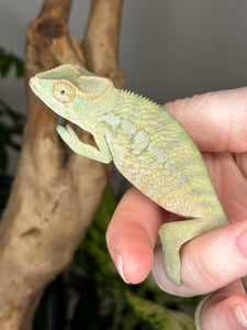 AMBANJA FEMALE Panther Chameleon: Neon Nights x Tango (S18)