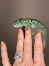 Load image into Gallery viewer, AMBANJA Panther Chameleon: (E4)
