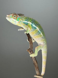 AMBILOBE Panther Chameleon: (E6)