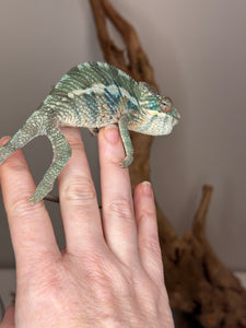 AMBILOBE Panther Chameleon: (E36)