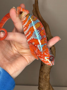 AMBILOBE Panther Chameleon: (E16)