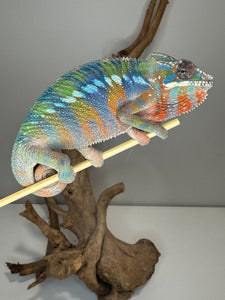 AMBILOBE Panther Chameleon: (E23)