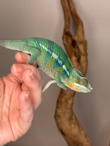 AMBILOBE Panther Chameleon: (E11)