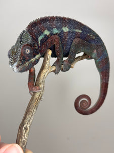 AMBANJA Panther Chameleon: (E15)