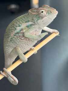 AMBILOBE Panther Chameleon male:(E31)