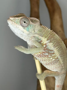 AMBILOBE Panther Chameleon male: (E1)