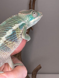 AMBILOBE Panther Chameleon: (E14)