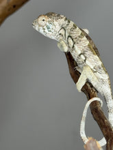 Load image into Gallery viewer, AMBILOBE FEMALE Panther Chameleon: 🚺 (Q10)
