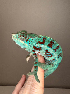 AMBANJA Panther Chameleon: (E8)