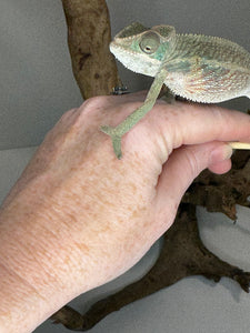 AMBILOBE Panther Chameleon male:(E15)