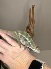 Load image into Gallery viewer, AMBILOBE Panther Chameleon: (E23)
