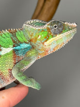 Load image into Gallery viewer, AMBILOBE Panther Chameleon male: (E6)
