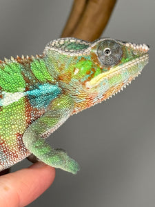 AMBILOBE Panther Chameleon male: (E6)