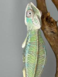 AMBILOBE Panther Chameleon male: (E1)