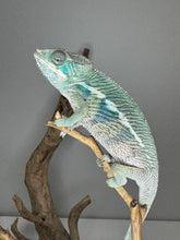 Load image into Gallery viewer, AMBILOBE Panther Chameleon: (E14)
