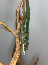 Load image into Gallery viewer, AMBILOBE Panther Chameleon: (J3)
