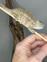 Load image into Gallery viewer, AMBILOBE Panther Chameleon male: (E1)
