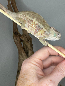 AMBILOBE Panther Chameleon male: (E1)