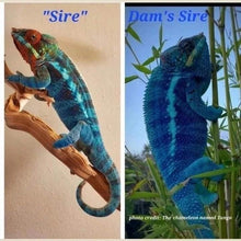 Load image into Gallery viewer, AMBANJA Panther Chameleon: Blue Inferno x Tango (E9)
