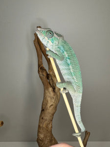 AMBILOBE Male Panther Chameleon: (E24)