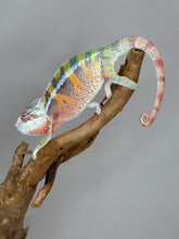 Load image into Gallery viewer, AMBILOBE Panther Chameleon: (J3)
