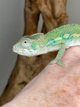 Load image into Gallery viewer, Ambilobe male panther chameleon: Flash x Opal (E23)
