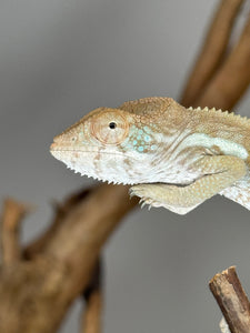 AMBILOBE FEMALE Panther Chameleon: 🚺 (S12)