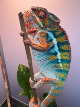 Load image into Gallery viewer, AMBILOBE Panther Chameleon: WC Hawkeye x Nugget (F4)
