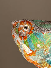 Load image into Gallery viewer, Ambilobe Panther Chameleon – Male | Flash Jr. × Aslan Clutchmate Holdback | E3
