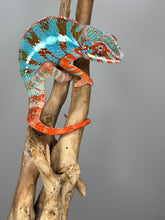 Load image into Gallery viewer, AMILOBE Panther Chameleon: (J1)
