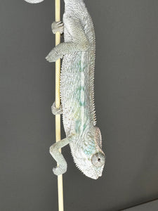 AMBILOBE male panther chameleon: Flash x Opal (J9)