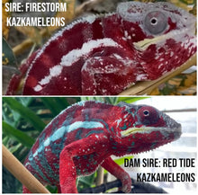 Load image into Gallery viewer, AMBILOBE FEMALE Panther Chameleon: 🚺 (C6)
