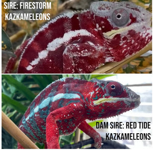 AMBILOBE FEMALE Panther Chameleon: 🚺 (C6)