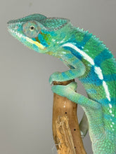 Load image into Gallery viewer, AMBANJA Panther Chameleon: (E21)
