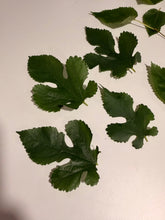 Load image into Gallery viewer, Fresh Mulberry Leaves for Silkworms | Natural Silkworm Food | FramsChams
