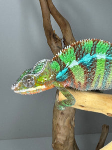 AMBILOBE Panther Chameleon male: (E6)