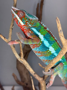 AMBILOBE Panther Chameleon: (B3)