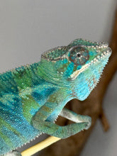 Load image into Gallery viewer, AMBILOBE Panther Chameleon: (E22)
