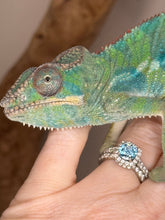 Load image into Gallery viewer, AMBILOBE Panther Chameleon: (E10)
