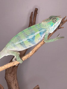 AMBILOBE Panther Chameleon: (E7)