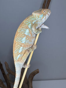 AMBILOBE FEMALE Panther Chameleon: 🚺 (C4)