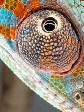 Load image into Gallery viewer, Close-up of a panther chameleon&#39;s eye with detailed texture and color
