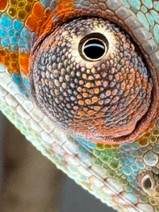 Close-up of a panther chameleon's eye with detailed texture and color