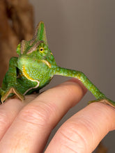 Load image into Gallery viewer, Young Veiled Chameleon resting on a leafy branch, calm and healthy
