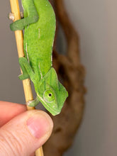 Load image into Gallery viewer, A bright green female Veiled chameleon clinging to a thin wooden stick, with a human finger holding the lower left side of the stick for support. The background is a soft, out-of-focus neutral gray and brown.
