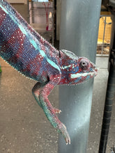 Load image into Gallery viewer, AMBANJA Panther Chameleon: (E15)
